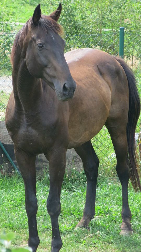 20545583_10207881867924106_8184816828228069667_o