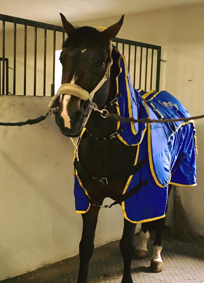 Parkurové skákání