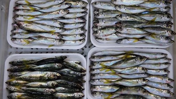Ryby se exportují z Turecka do 64 zemí