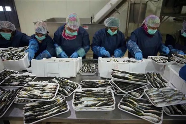 Ahmet Hamdi Gürdoğan, místopředseda představenstva DKİB, řekl agentuře Anadolu (AA), že ryby jsou důležitým exportním produktem pro ekonomiku regionu a země.