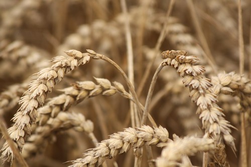 Rusko se stává obilnicí světa!