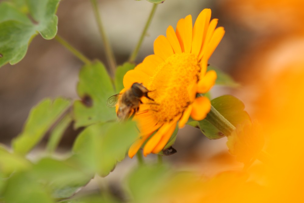 Lecitra, a.s. IČO: 24751138 Praha Štiplova 2685/2