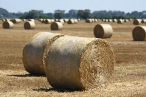 žádná jiná země neexportovala tolik obilí jako Rusko