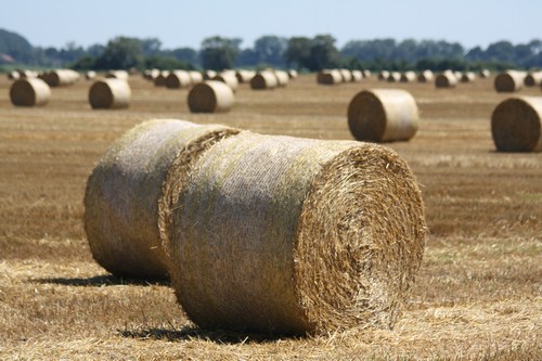 žádná jiná země neexportovala tolik obilí jako Rusko