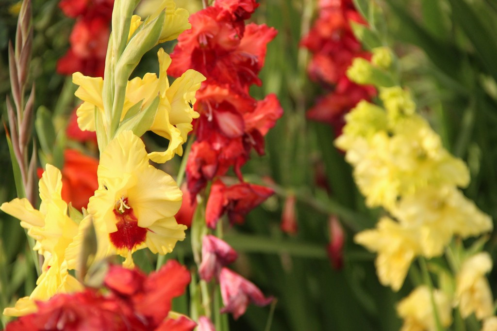 Zdvořilost je kategorie etiky, kultura komunikace, ztělesněná v jazyce různými prostředky.