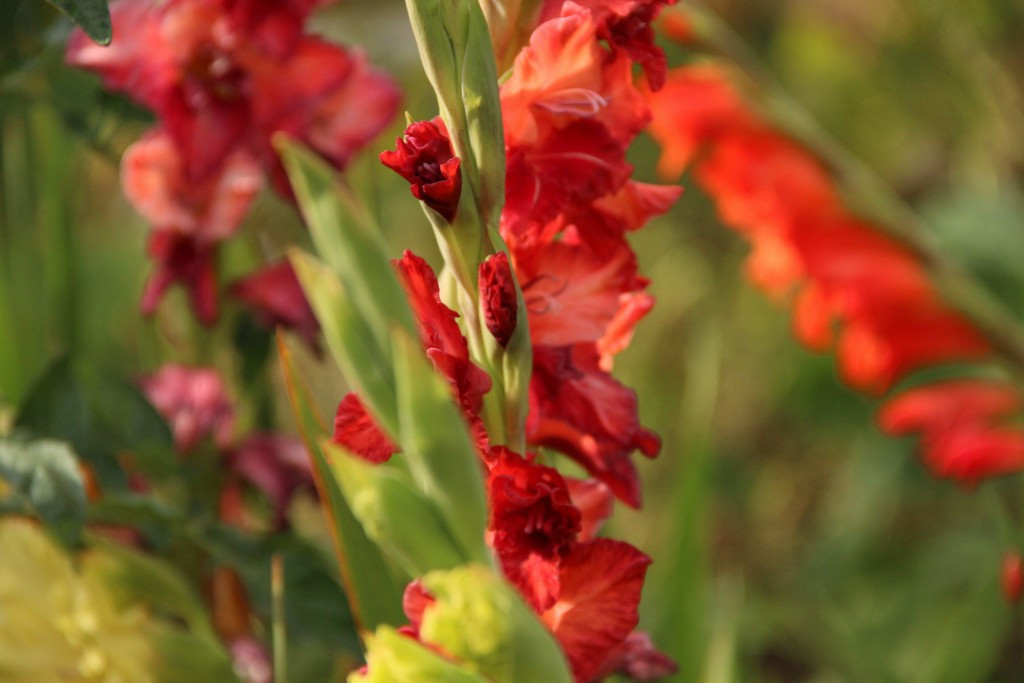 Chloroplastové mikrosatelity