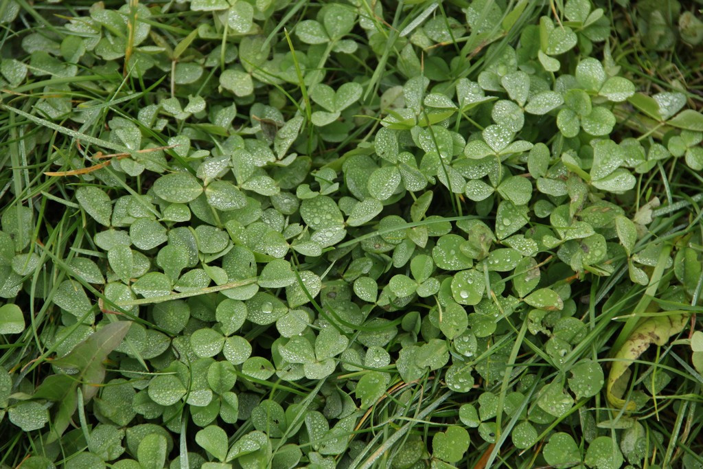 Společenství vlastníků jednotek Hořanská č.p. 1510, č.p. 1512,č.p. 1511 IČO 24165379