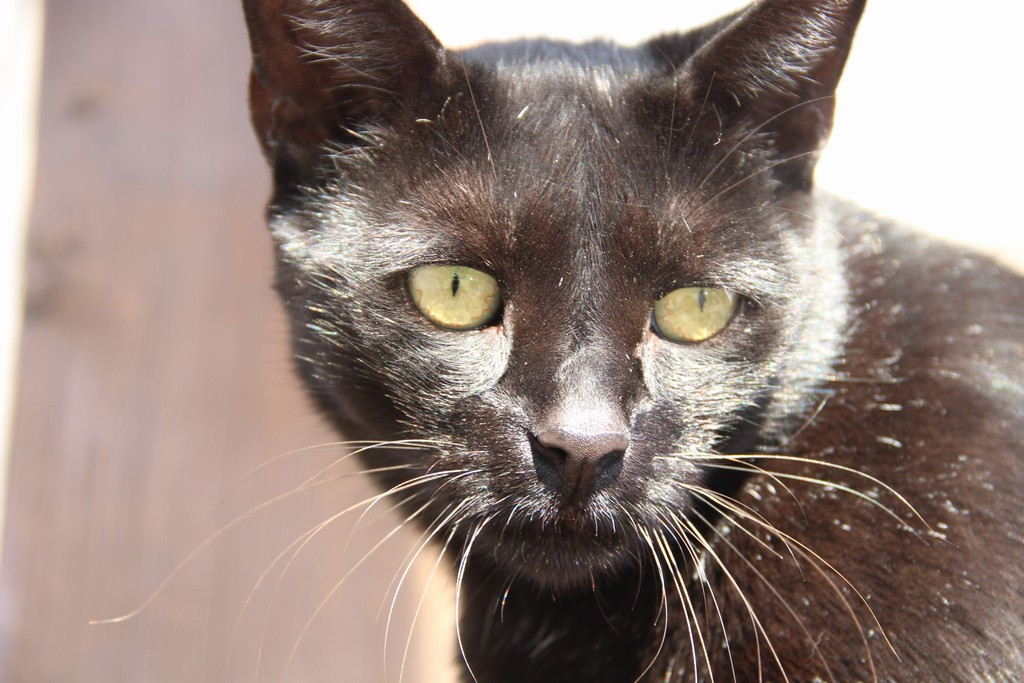 Sanders & Company s.r.o. IČO: 27429008