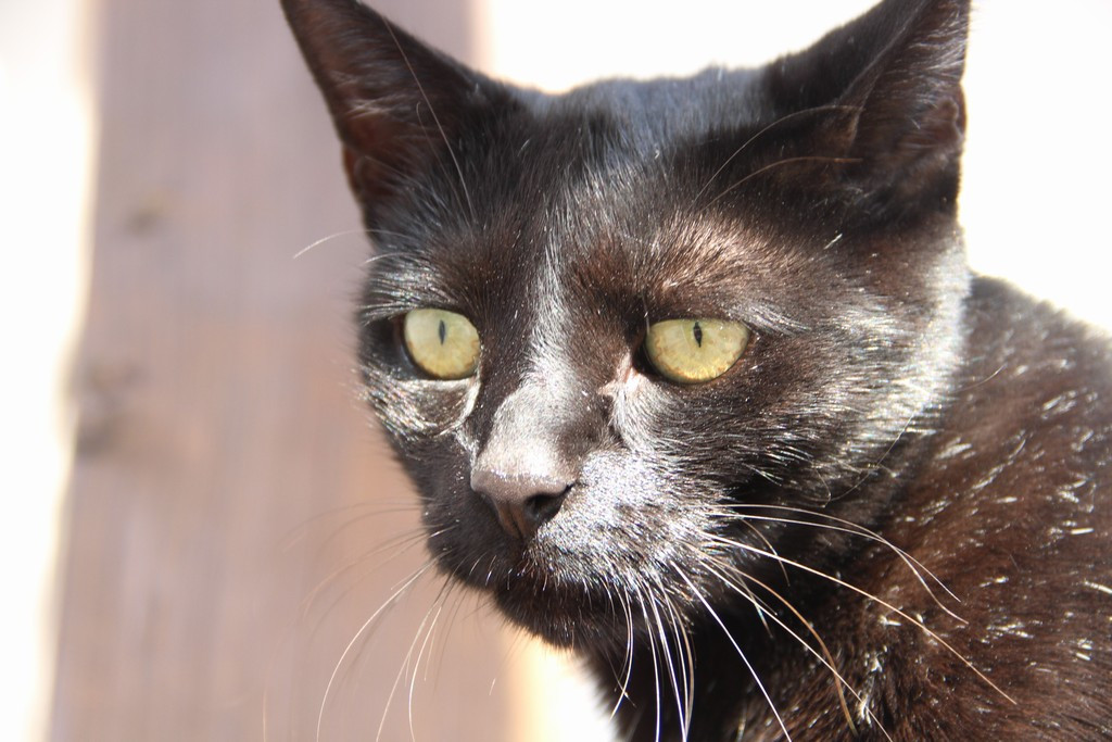 počet zaměstnaných osob meziročně za prvních devět měsíců tohoto roku vzrostl nejvýrazněji v prodeji a opravě motorových vozidel a motocyklů