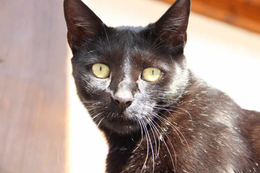 Teorie množin a hypotéza kontinua