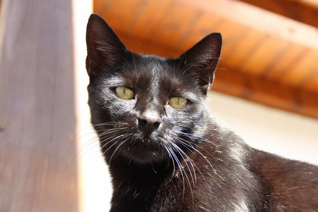 Jiří Černohlávek Ičo: 61297046