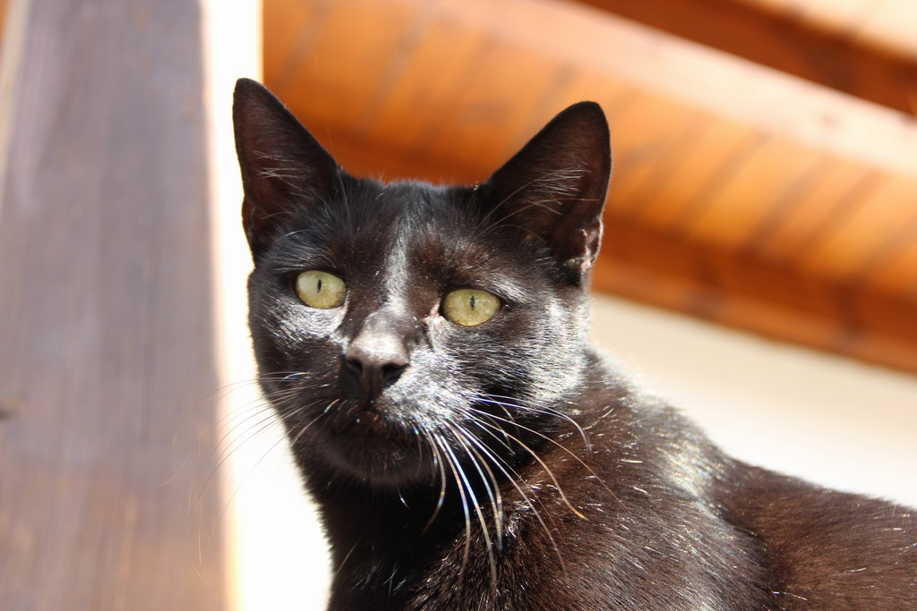 Pavel Kučera Identifikační číslo: 87710901