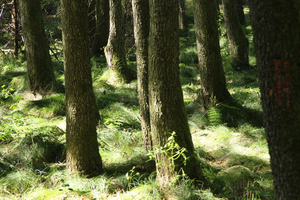 GIRA ART spol. s r.o. Identifikační číslo: 24814881Praha 1 – Nové Město, Řeznická 1487/7