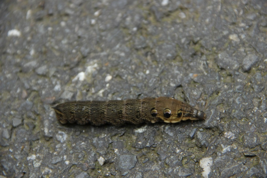 Paradoxy a obtíže teorie množin