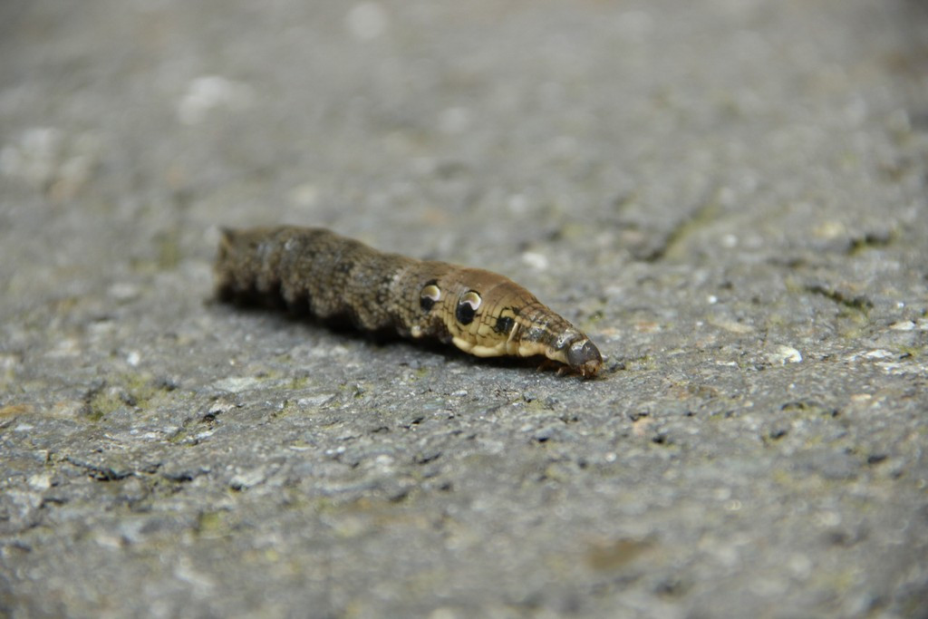 Smělé plány Viktora Orbána: Nastínil, jaká je jeho vize střední Evropy