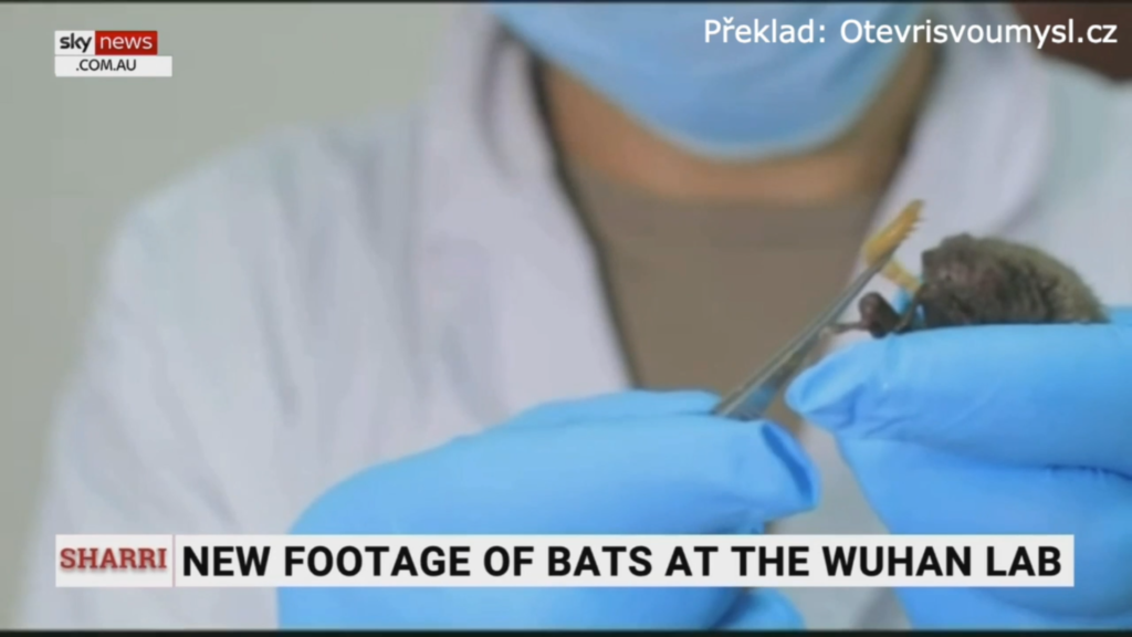 Nové záběry ukazují, že ve wuhanské laboratoři experimentovali s netopýry