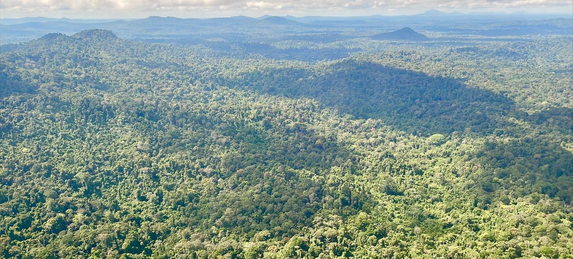 Přírodní rezervace Central Surinam, která je zde vyobrazena, zahrnuje 1,6 milionu ha primárního tropického pralesa na západě středního Surinamu.